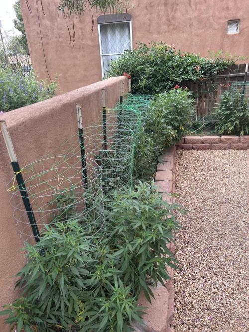Mixed Organic Photo Outdoor. Week 21