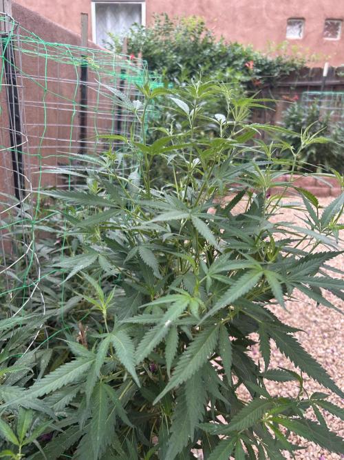 Mixed Organic Photo Outdoor. Week 21