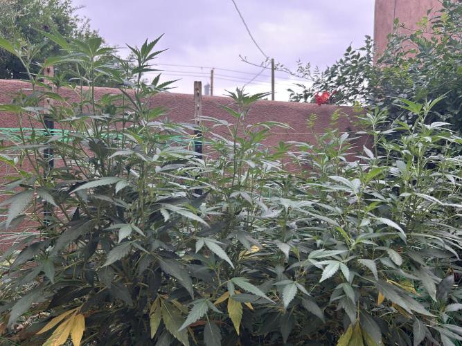 Mixed Organic Photo Outdoor. Week 21