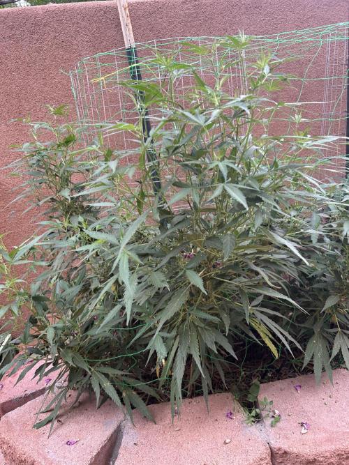 Mixed Organic Photo Outdoor. Week 21