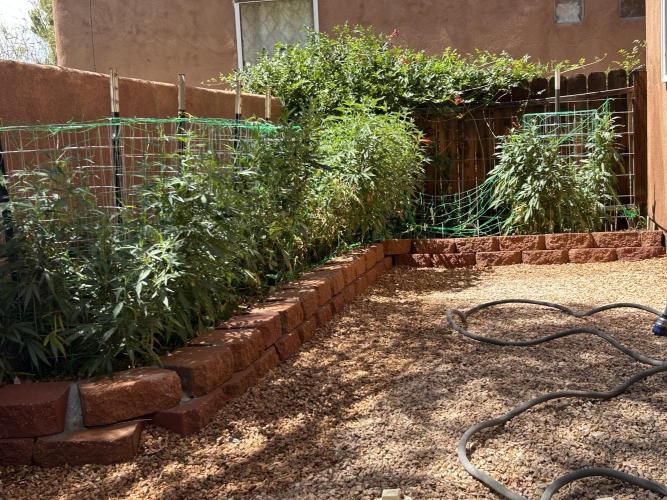 Mixed Organic Photo Outdoor. Week 21