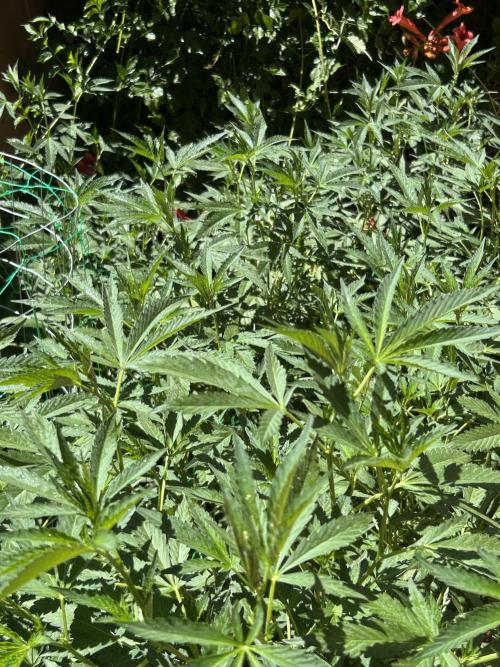 Mixed Organic Photo Outdoor. Week 21