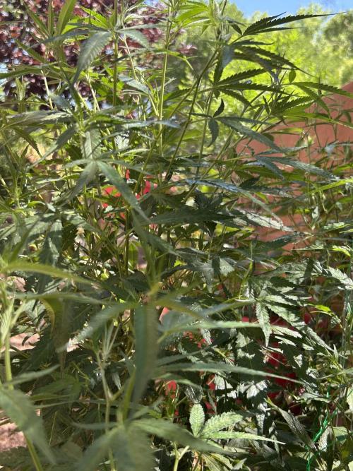 Mixed Organic Photo Outdoor. Week 21