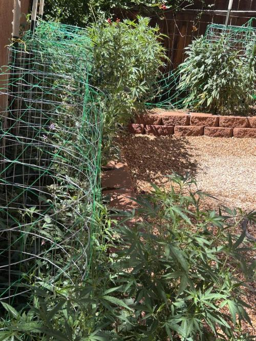 Mixed Organic Photo Outdoor. Week 21
