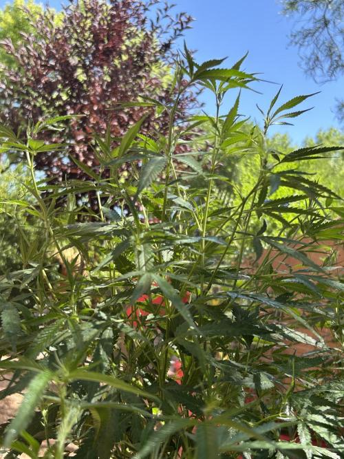 Mixed Organic Photo Outdoor. Week 21