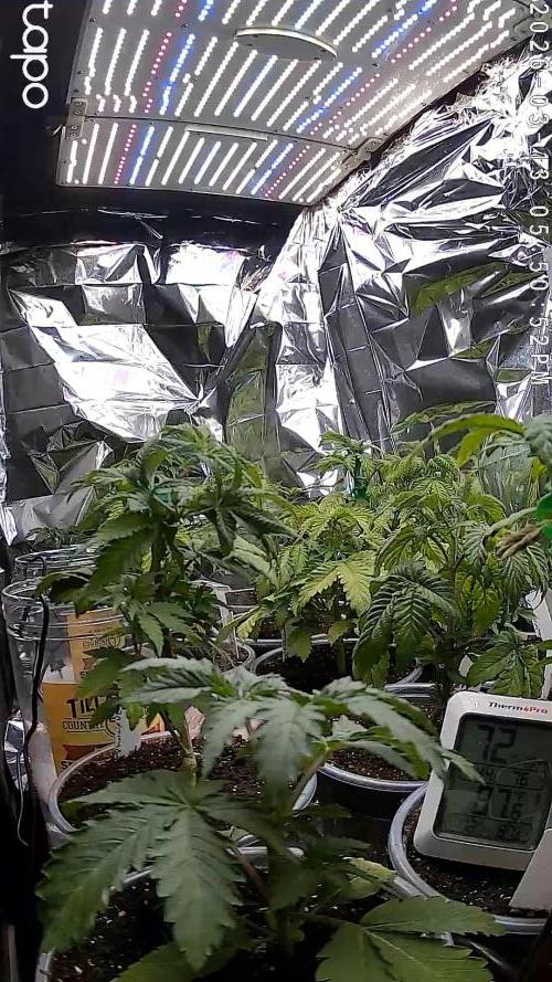 Mixed Organic Photo Outdoor. Week 6