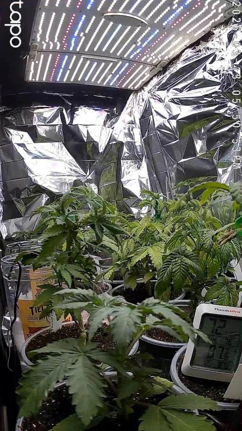 Mixed Organic Photo Outdoor. Week 6