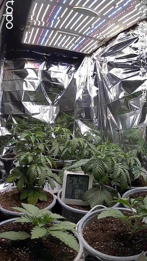 Mixed Organic Photo Outdoor. Week 5