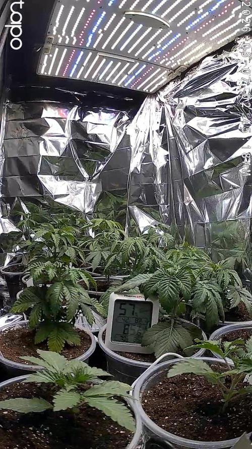 Mixed Organic Photo Outdoor. Week 5