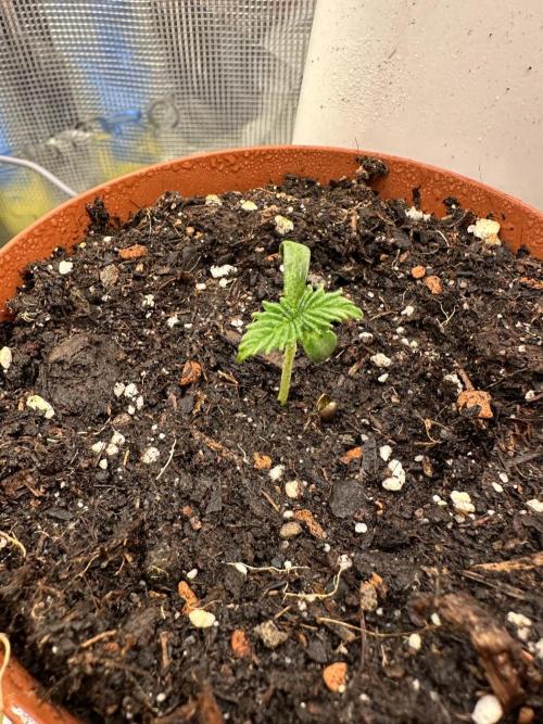 Pre-98 Bubba BX2 & Island Punch. Week 0