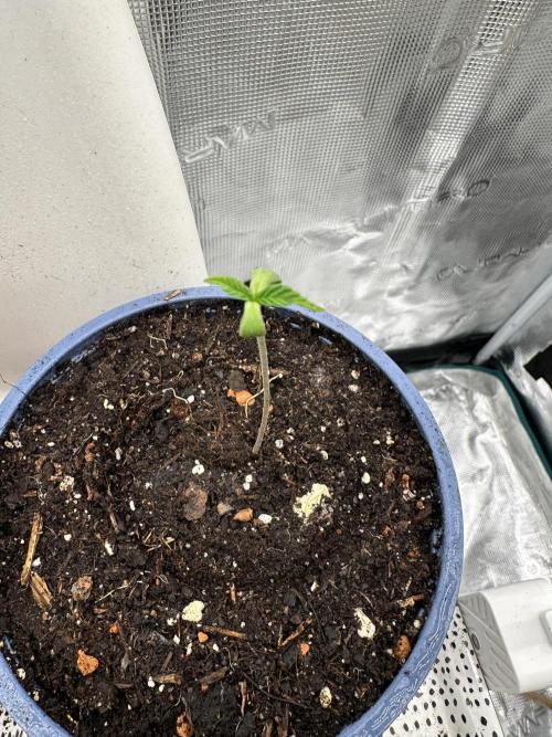 Pre-98 Bubba BX2 & Island Punch. Week 0