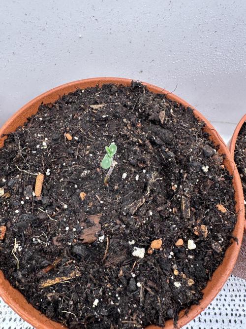 Pre-98 Bubba BX2 & Island Punch. Week 0
