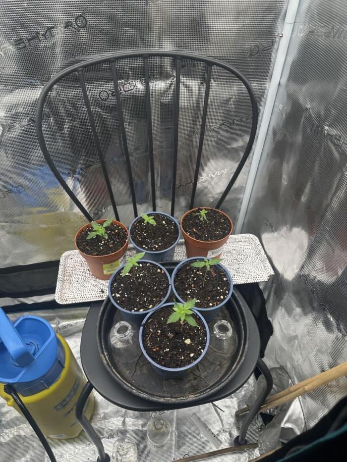 Pre-98 Bubba BX2 & Island Punch. Week 2