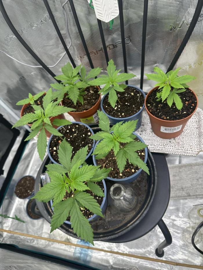 Pre-98 Bubba BX2 & Island Punch. Week 3