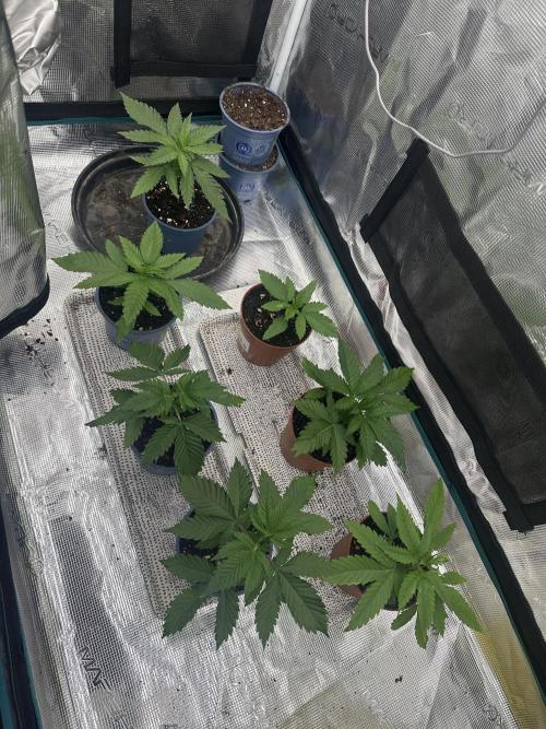 Pre-98 Bubba BX2 & Island Punch. Week 4