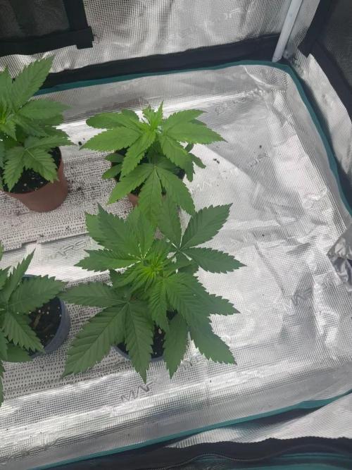 Pre-98 Bubba BX2 & Island Punch