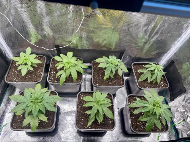 Pre-98 Bubba BX2 & Island Punch. Week 4