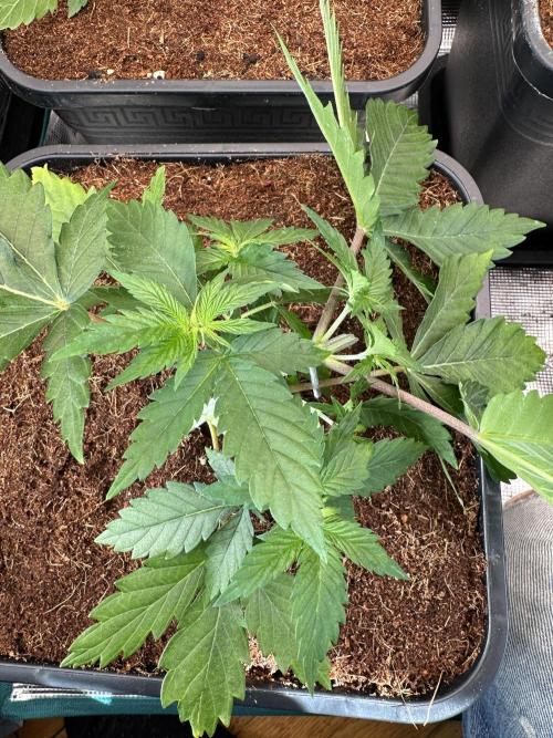 Pre-98 Bubba BX2 & Island Punch. Week 5