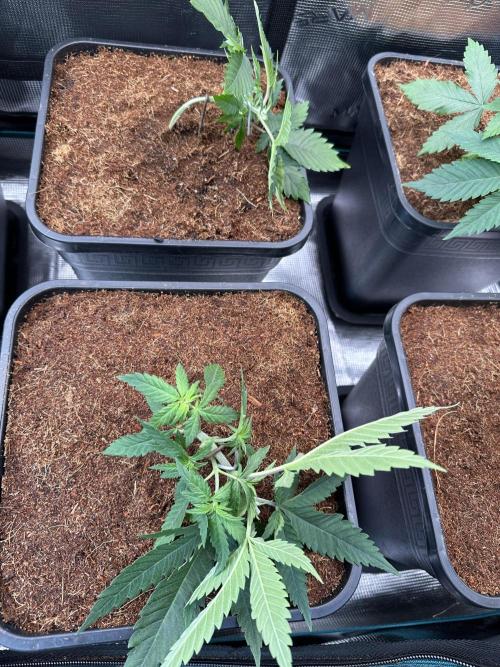 Pre-98 Bubba BX2 & Island Punch. Week 5