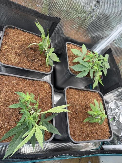 Pre-98 Bubba BX2 & Island Punch. Week 5