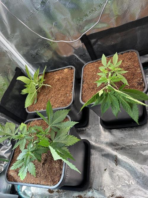 Pre-98 Bubba BX2 & Island Punch. Week 5