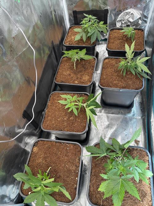 Pre-98 Bubba BX2 & Island Punch. Week 5
