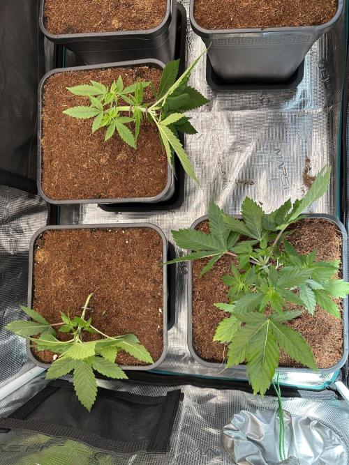 Pre-98 Bubba BX2 & Island Punch. Week 5