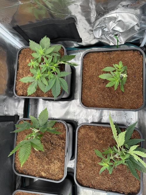 Pre-98 Bubba BX2 & Island Punch. Week 5