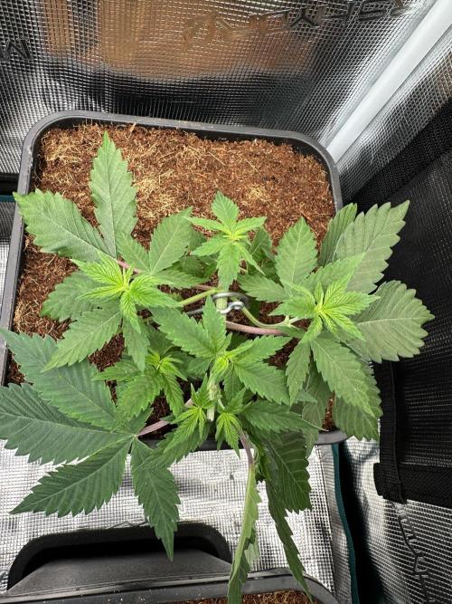Pre-98 Bubba BX2 & Island Punch. Week 5