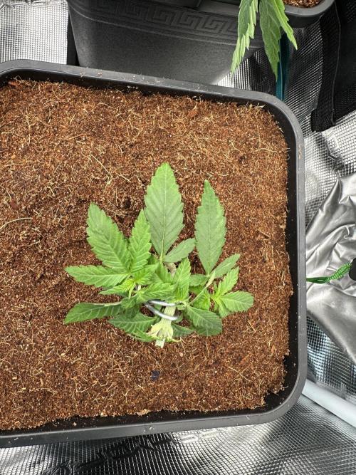 Pre-98 Bubba BX2 & Island Punch. Week 5