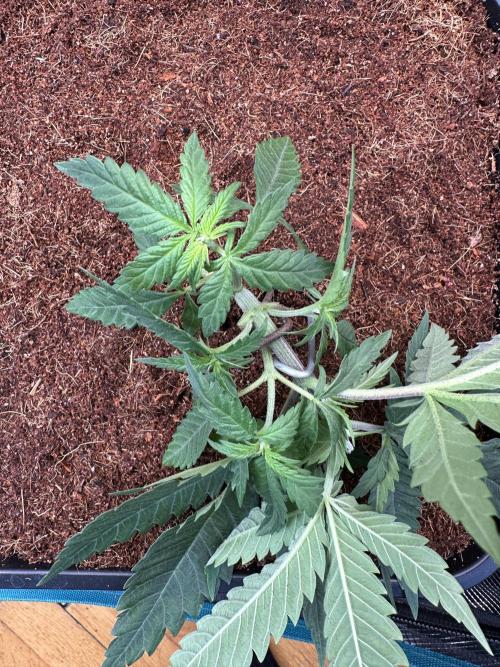 Pre-98 Bubba BX2 & Island Punch. Week 5