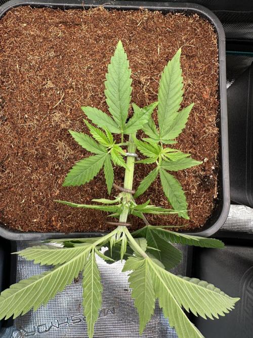 Pre-98 Bubba BX2 & Island Punch. Week 5