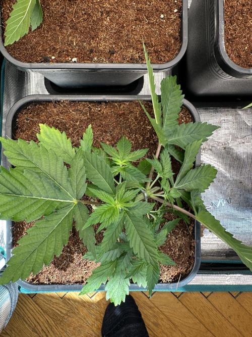 Pre-98 Bubba BX2 & Island Punch. Week 5