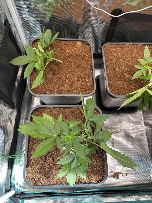 Pre-98 Bubba BX2 & Island Punch. Week 5