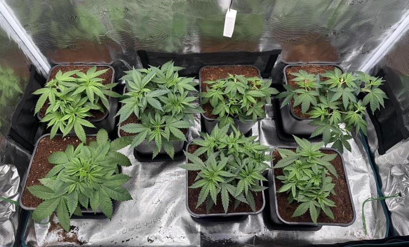 Pre-98 Bubba BX2 & Island Punch. Week 6