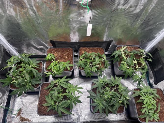 Pre-98 Bubba BX2 & Island Punch. Week 6