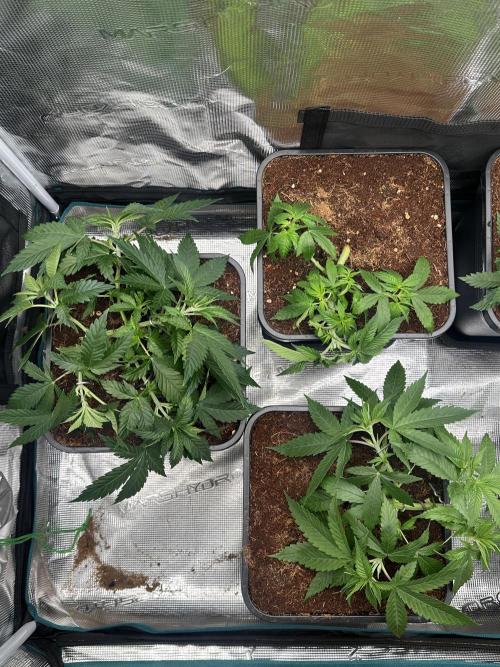 Pre-98 Bubba BX2 & Island Punch. Week 6