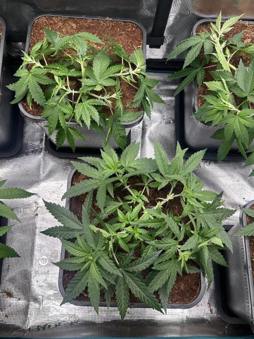 Pre-98 Bubba BX2 & Island Punch. Week 6