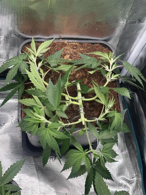 Pre-98 Bubba BX2 & Island Punch. Week 6