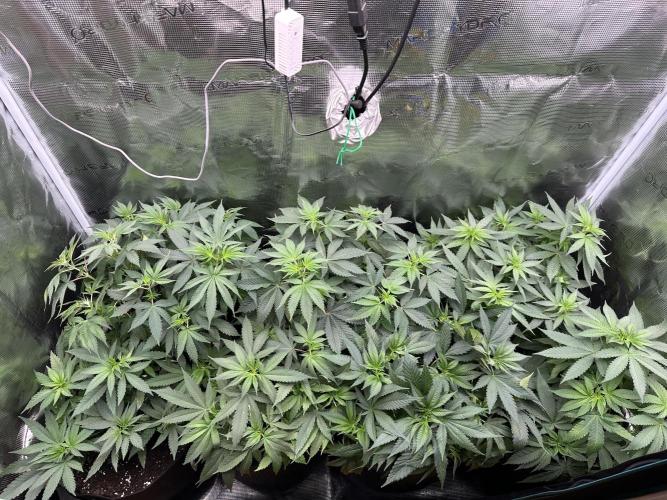 Pre-98 Bubba BX2 & Island Punch. Week 7
