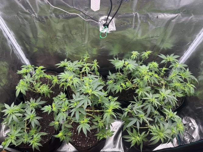 Pre-98 Bubba BX2 & Island Punch. Week 7