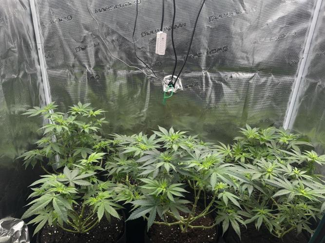Pre-98 Bubba BX2 & Island Punch. Week 7