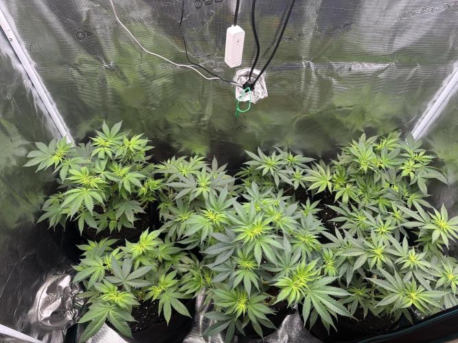 Pre-98 Bubba BX2 & Island Punch. Week 7