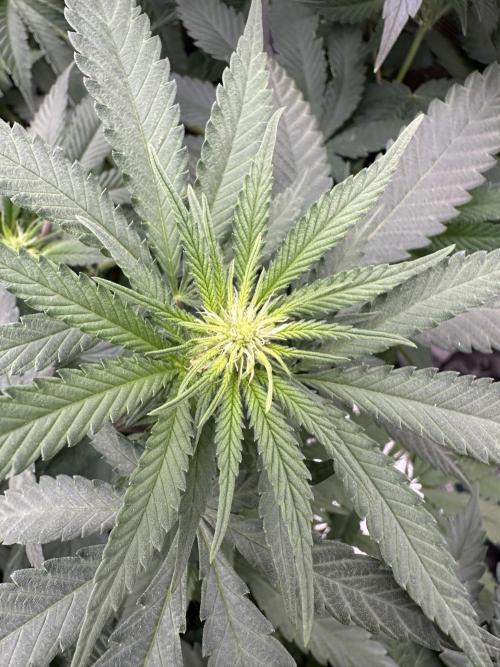 Pre-98 Bubba BX2 & Island Punch. Week 8
