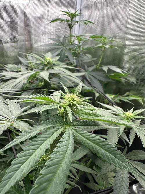 Pre-98 Bubba BX2 & Island Punch. Week 8