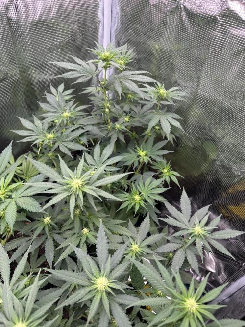 Pre-98 Bubba BX2 & Island Punch. Week 8