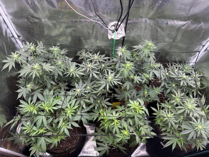 Pre-98 Bubba BX2 & Island Punch. Week 8