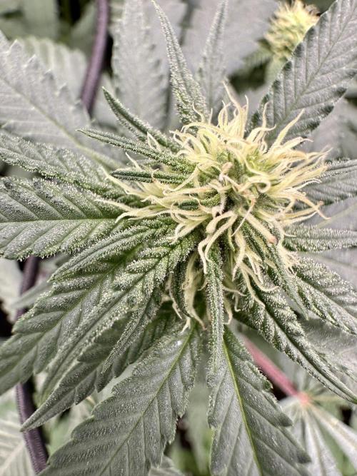 Pre-98 Bubba BX2 & Island Punch. Week 9