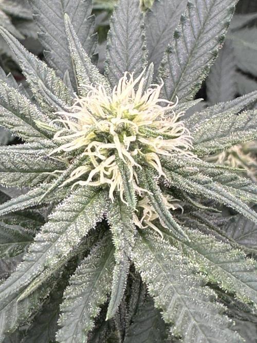 Pre-98 Bubba BX2 & Island Punch. Week 9
