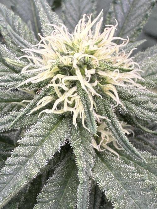 Pre-98 Bubba BX2 & Island Punch. Week 9